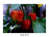 Ƃ̋߂ŎBeĂB